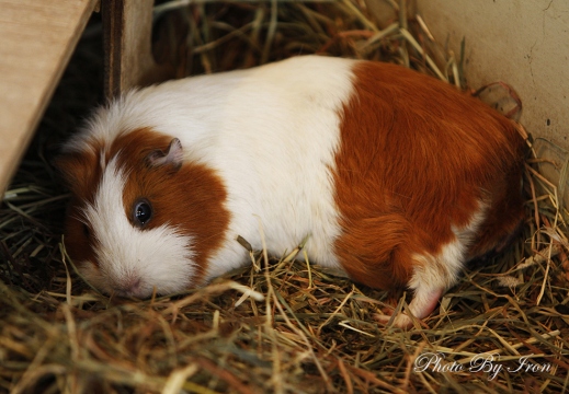 仓鼠-旭川动物园