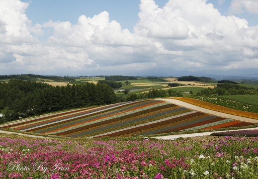 美瑛花田-北海道