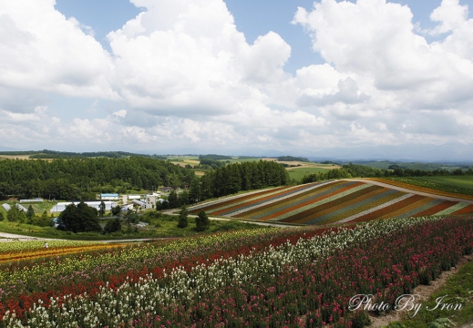 美瑛花田3-北海道