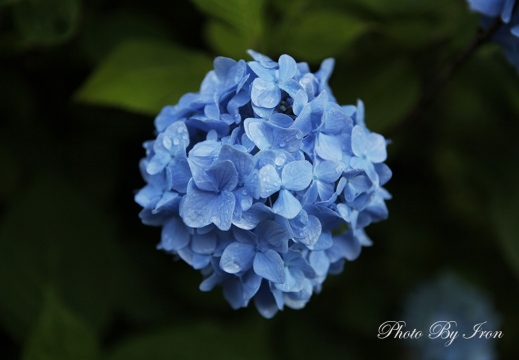 绣球花-北海道