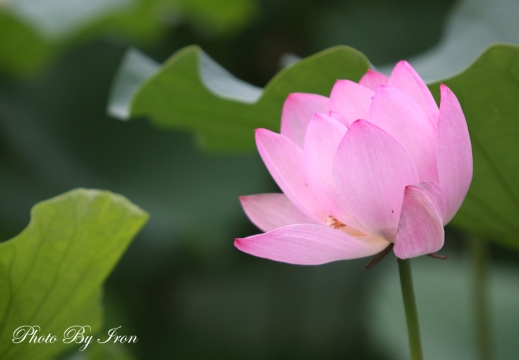 荷花3