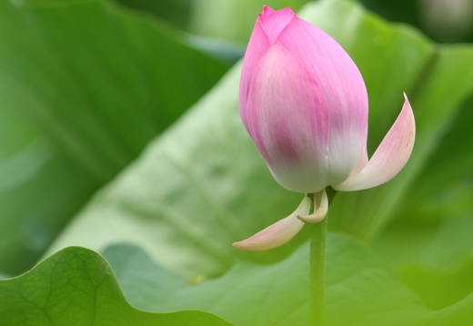 荷花9