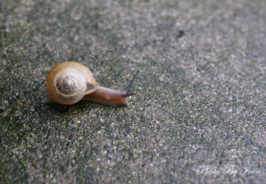 蜗牛
