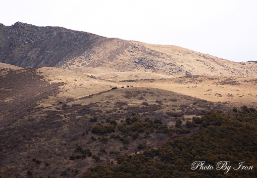 高山草甸-四姑娘山